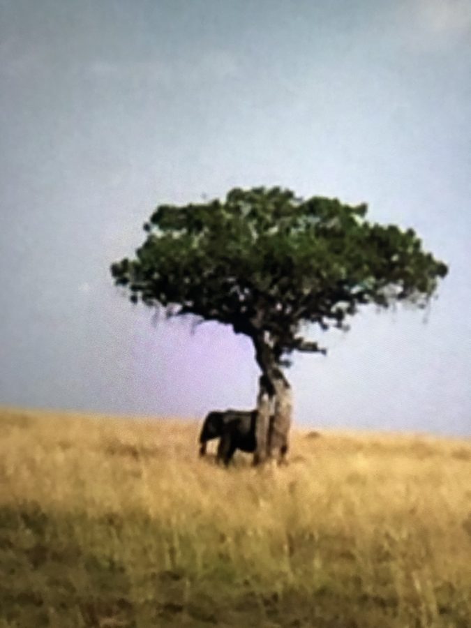 An elephant beneath a lone tree on the savanna