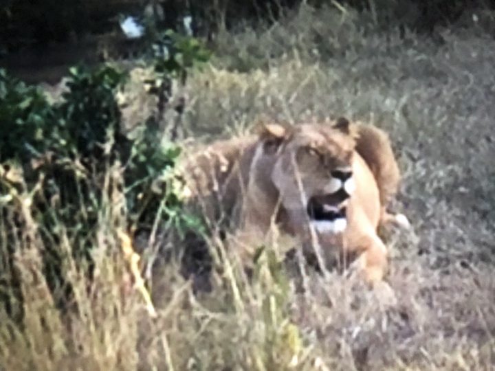A lion resting among grass and shrubs