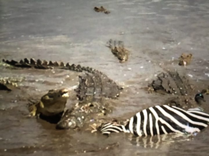 Crocodiles feeding on a zebra in the water